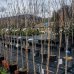 Čerešňa okrasná (Prunus serrulata) ´ACCOLADE´ - 200-250 cm, obvod kmeňa 10/12 cm, kont. C35L